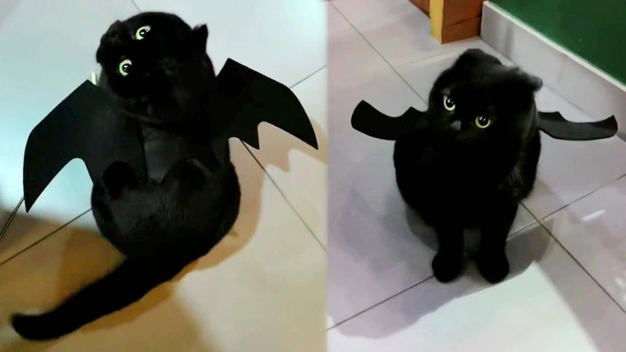 Meet The Real Life Toothless