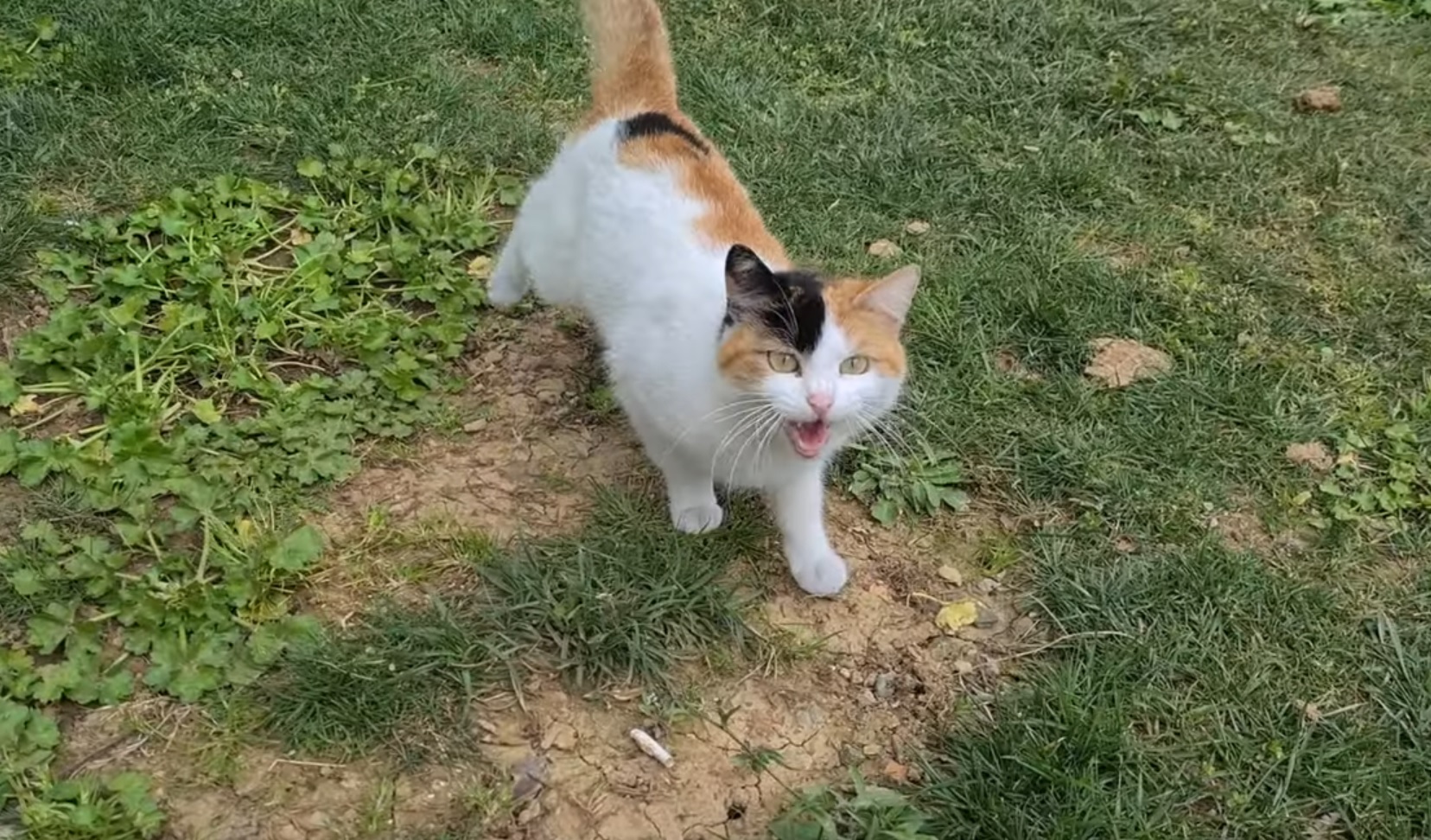 Adorable Cat Makes Cute Movements