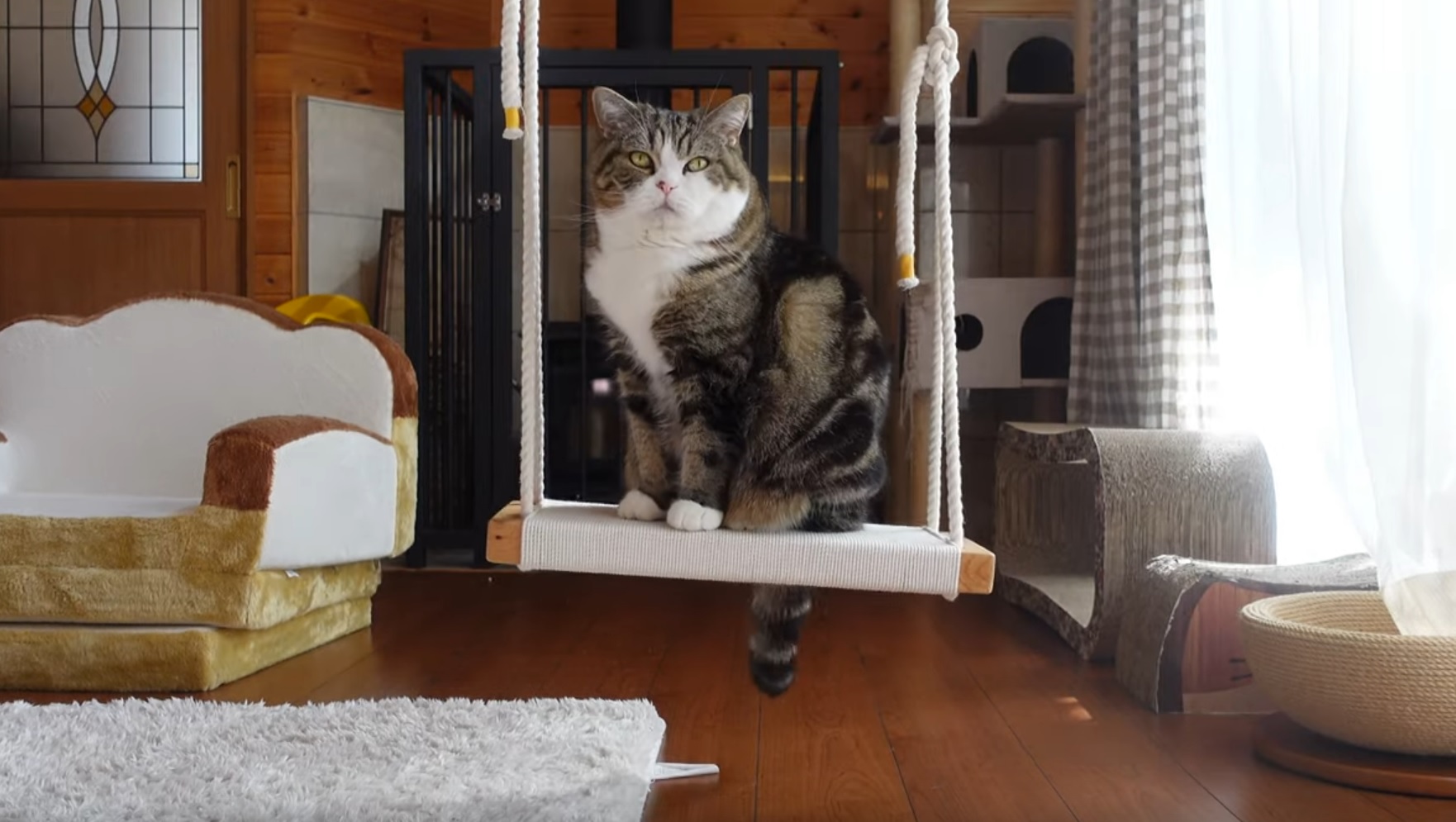 Maru On The Swing