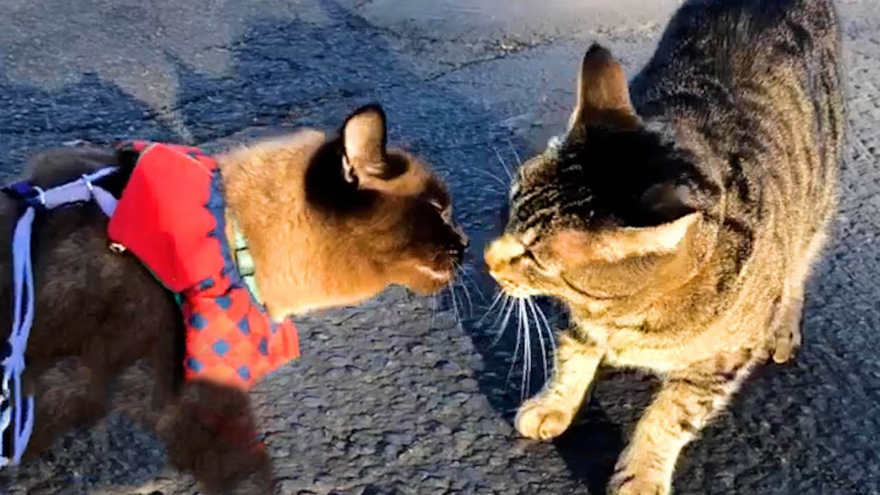 A cute cat love story