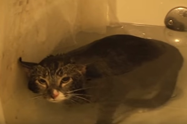Cat Meows In The Bathtub