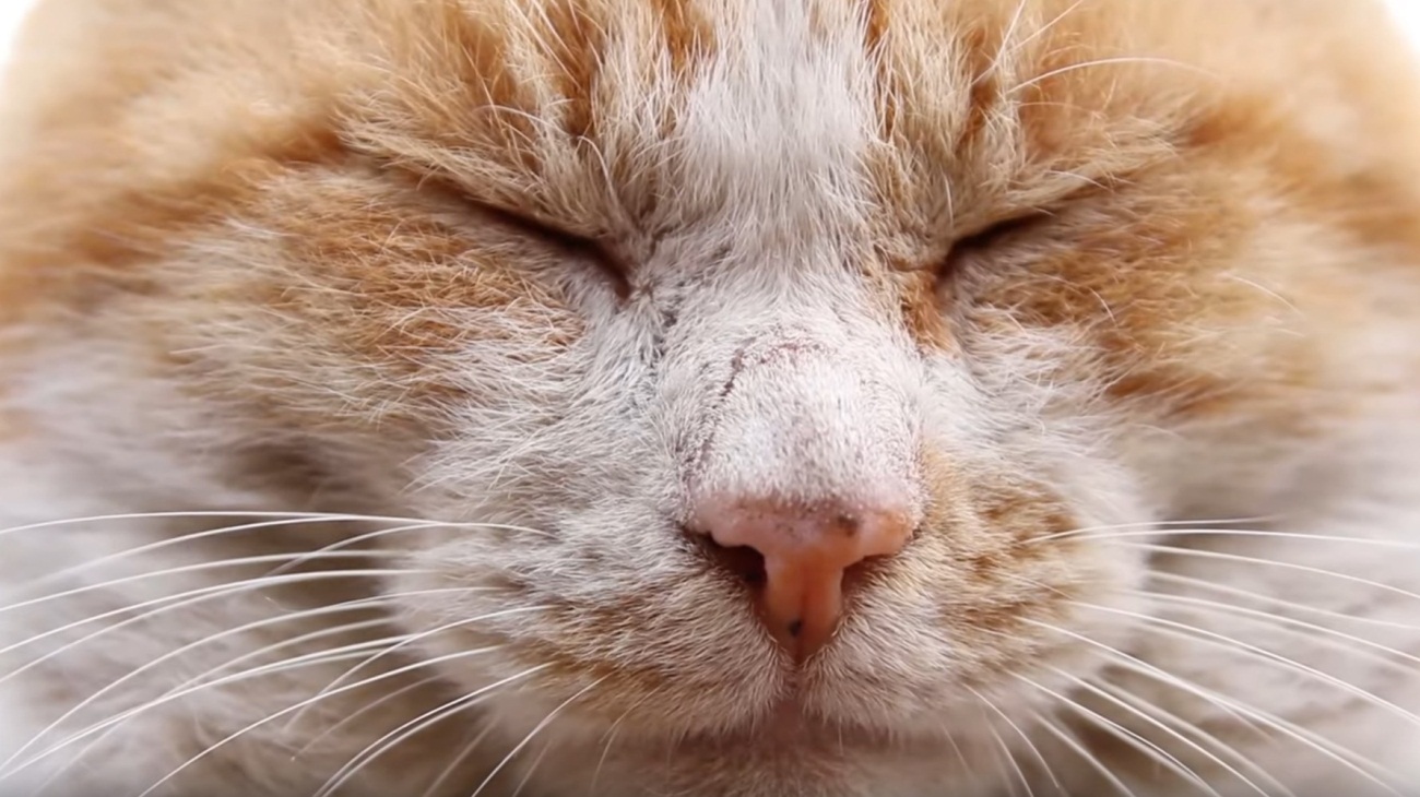 Adorable Face Closeup