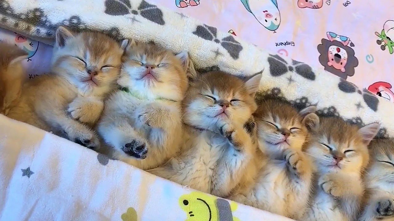 Adorable Sleepy Kittens Video