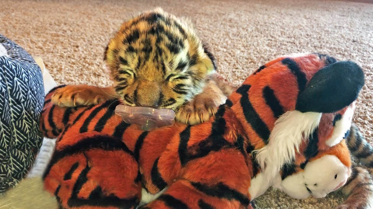 Tiger cub gets big enough and loves playing in the snow