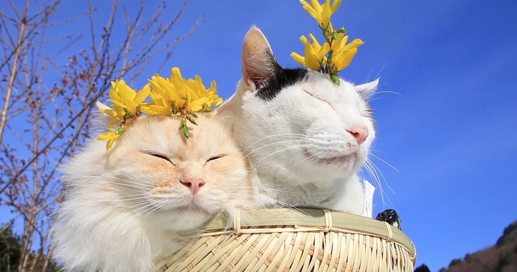 Adorable Cats Basking In The Sun