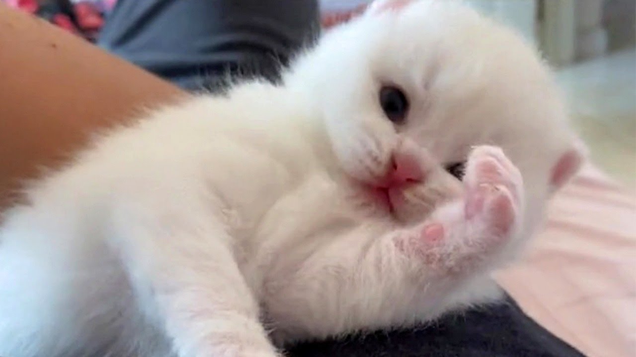 Adorable Fluffy Snowball Kitten Video