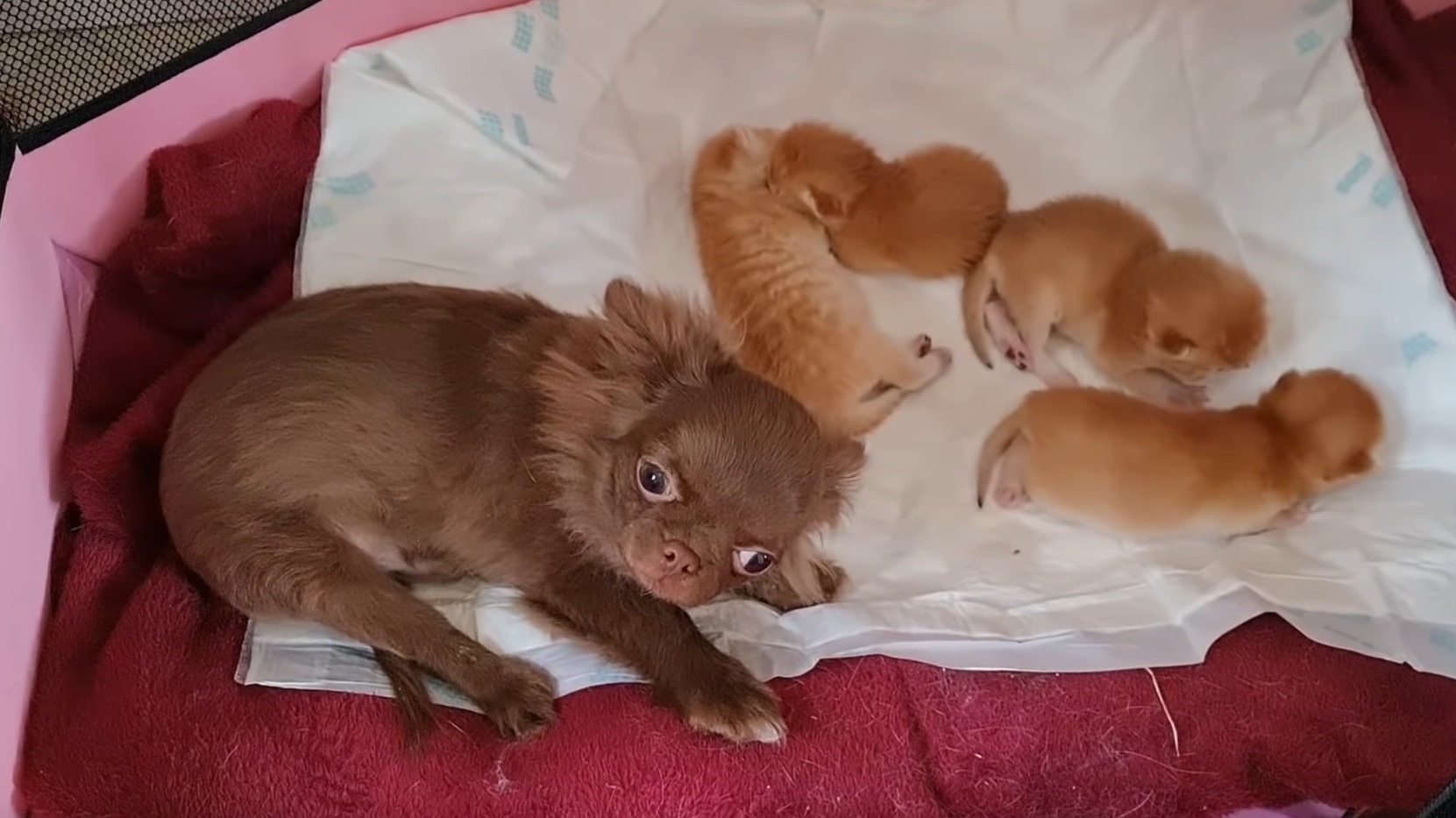 Dog Is Confused About Kittens