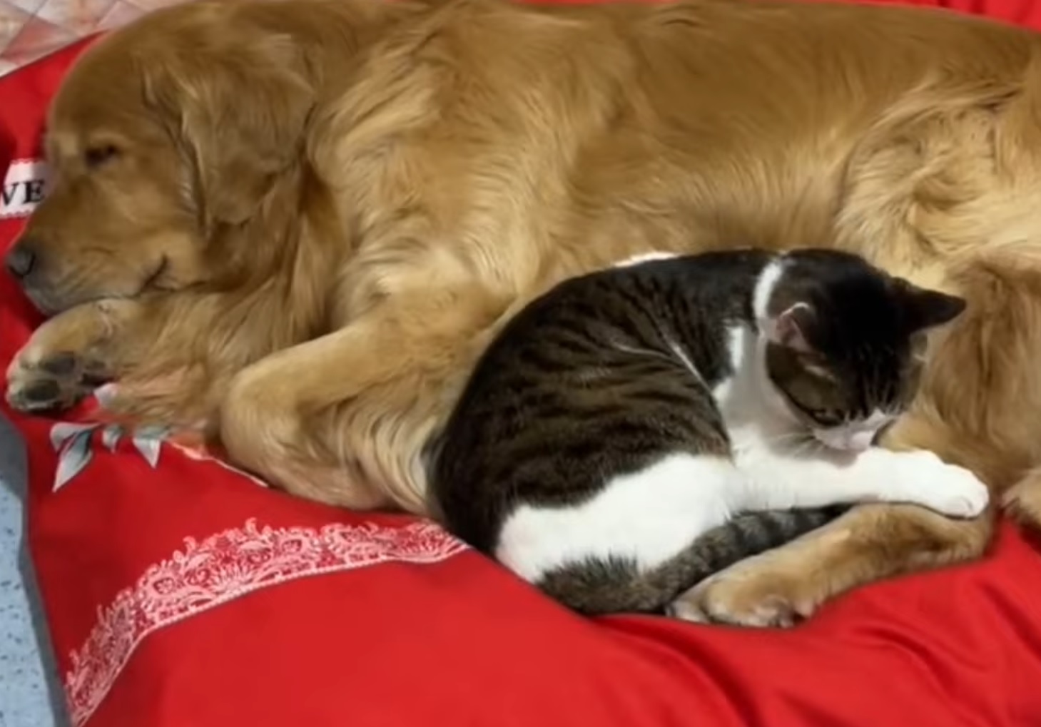 Cat Loves Cuddling With Golden Retreivers