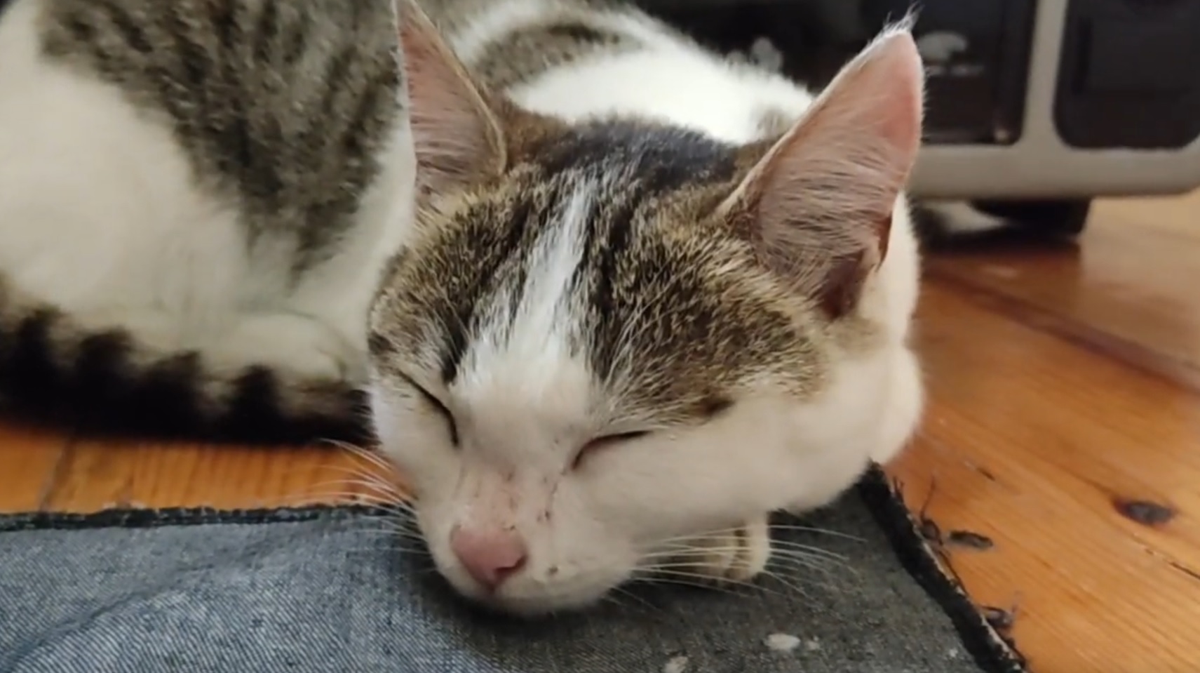 Adorable Cat Falls Asleep And Purrs