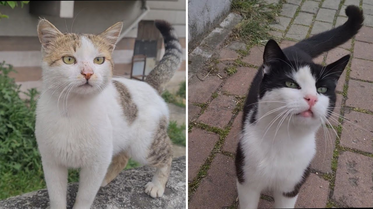 Two Really Friendly Stray Cats