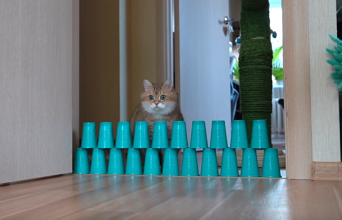 Hosico Does The Cup Challenge