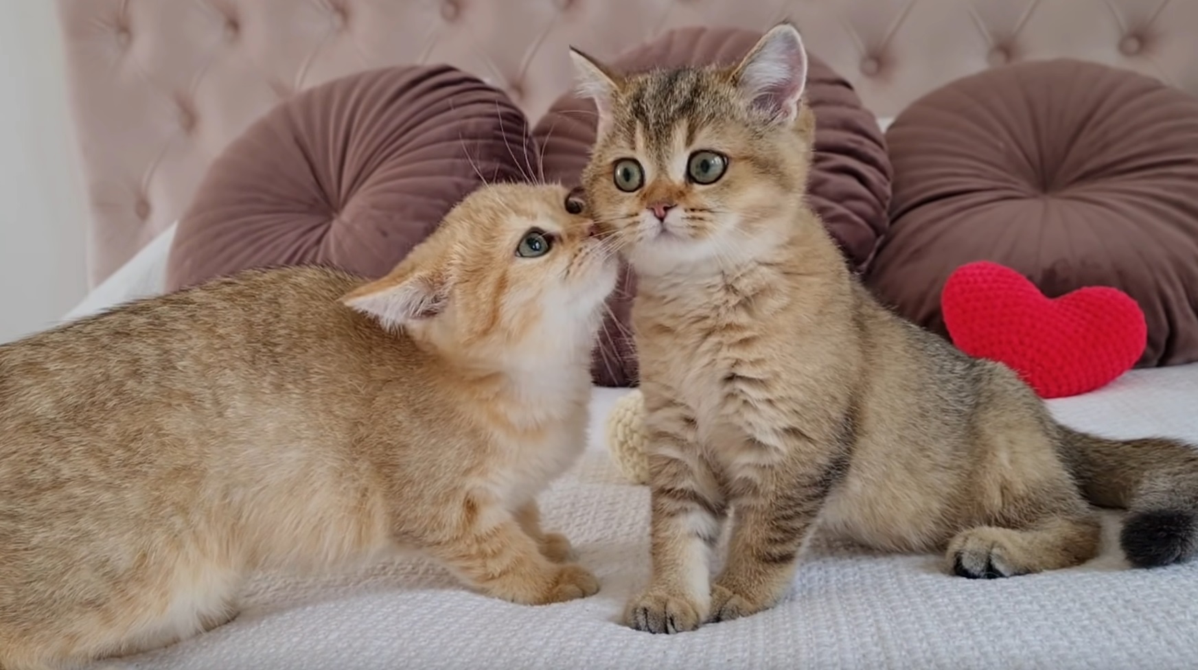 Kitten  Meets His Sister
