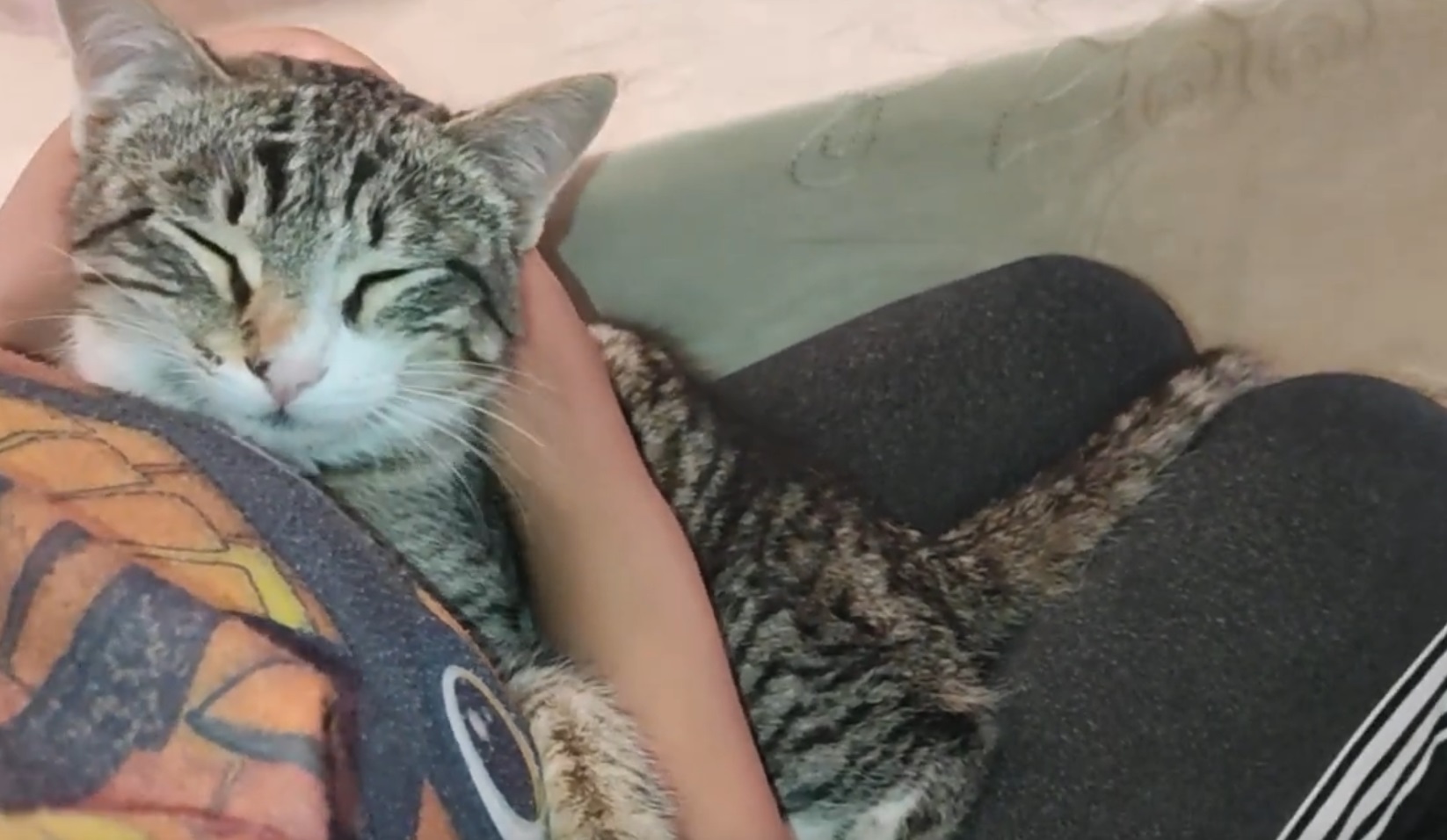 Cute Cat Being Cuddly