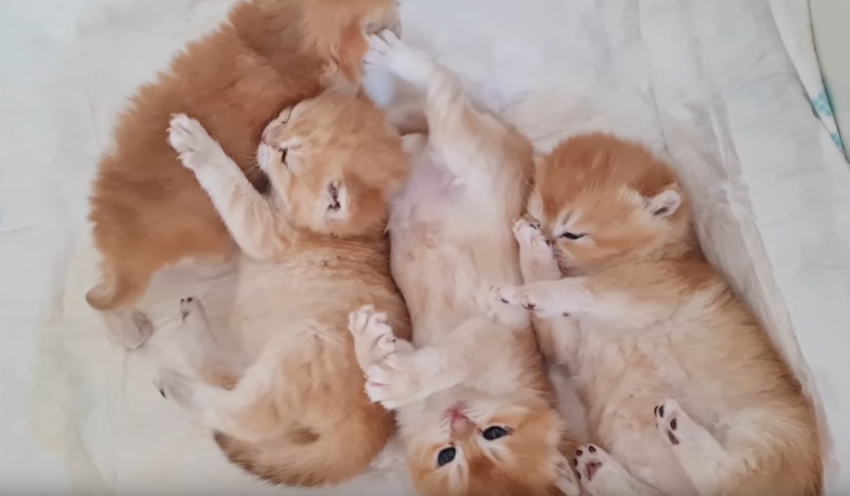 Adorable Video With Tiny Kittens