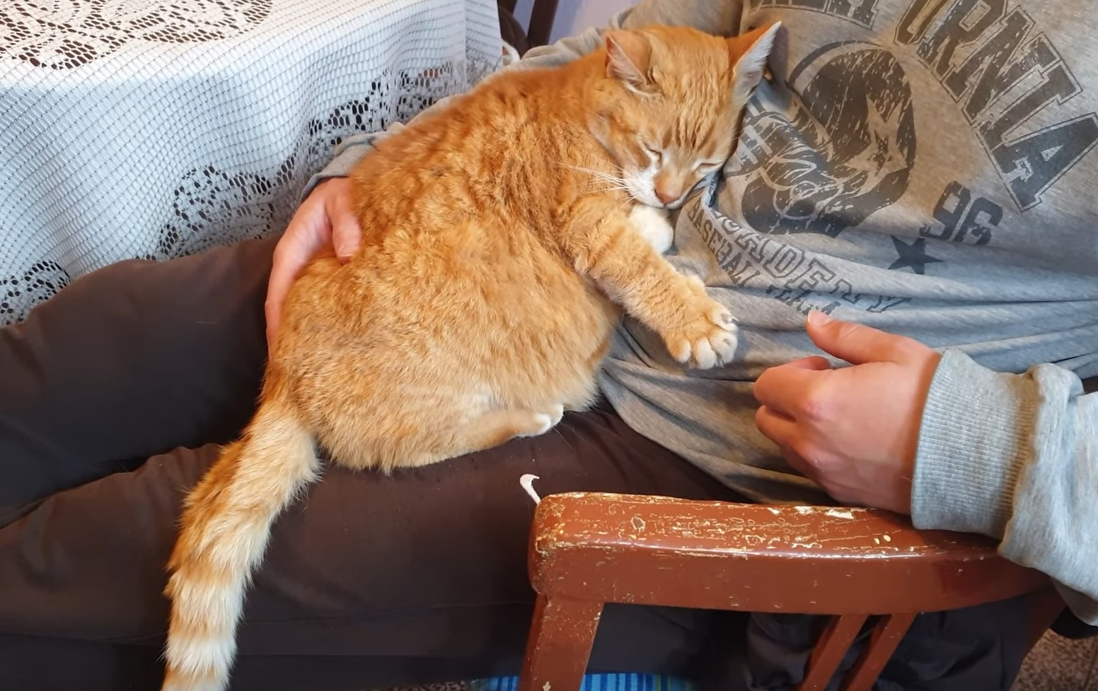 Cat Naps And Purrs In Daddy's Lap