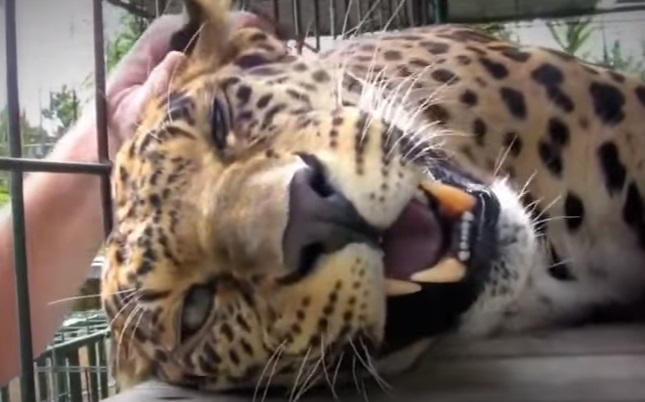 Leopard Enjoys Petting