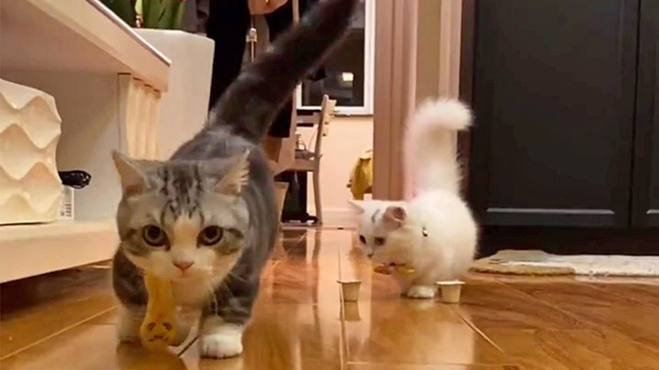 Bouncy Munchkin Kitties