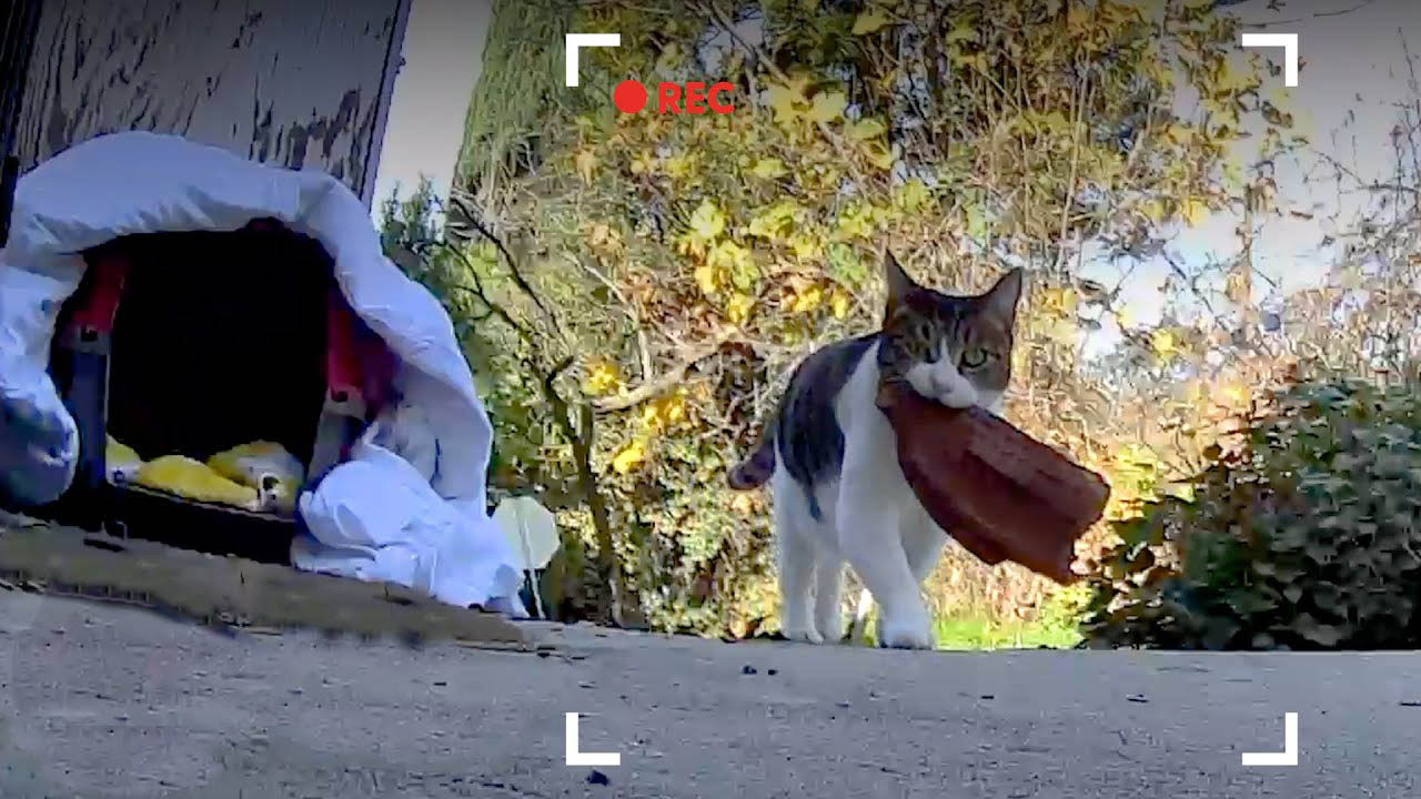 This kitty is the most skilled thief in the neighborhood