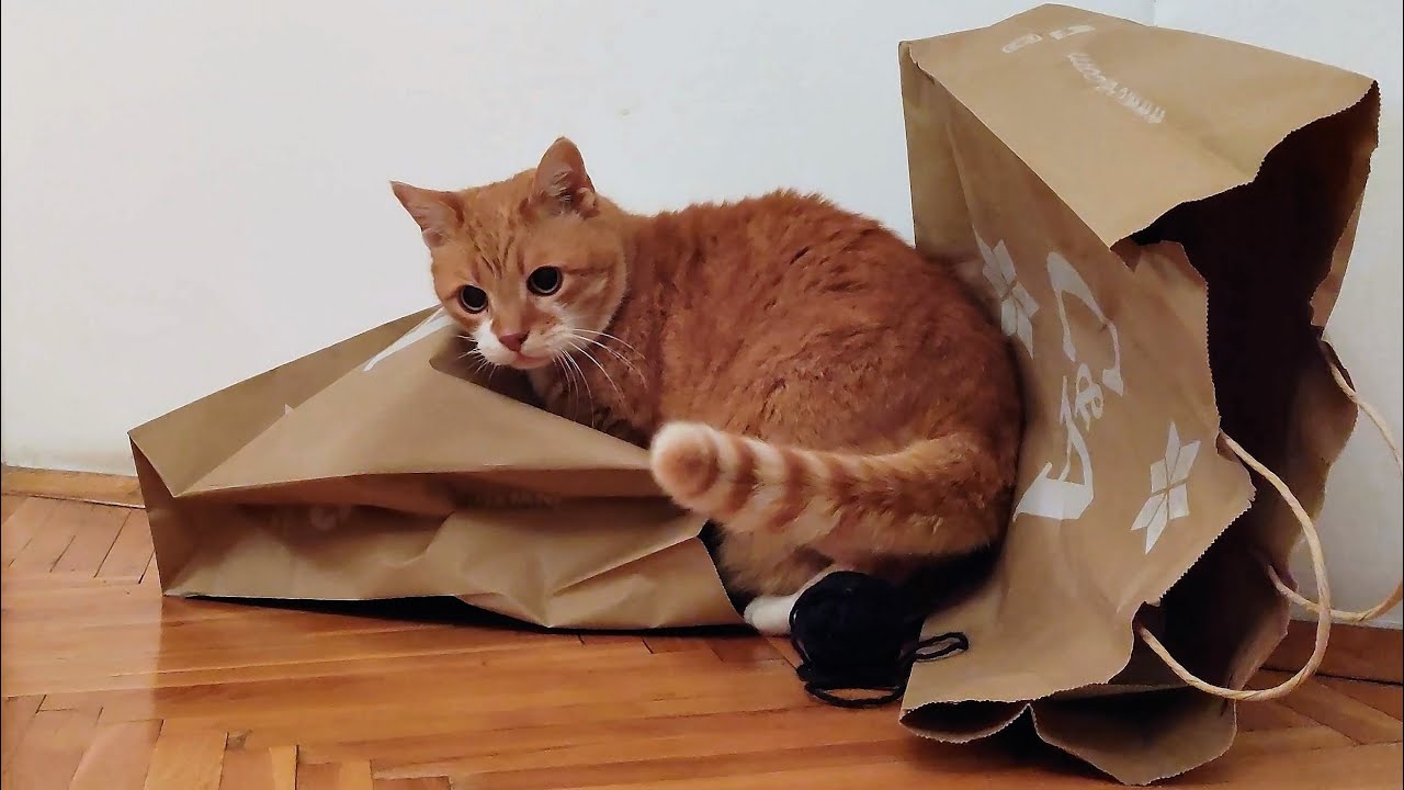 Cute Cats Play With Paper Bags