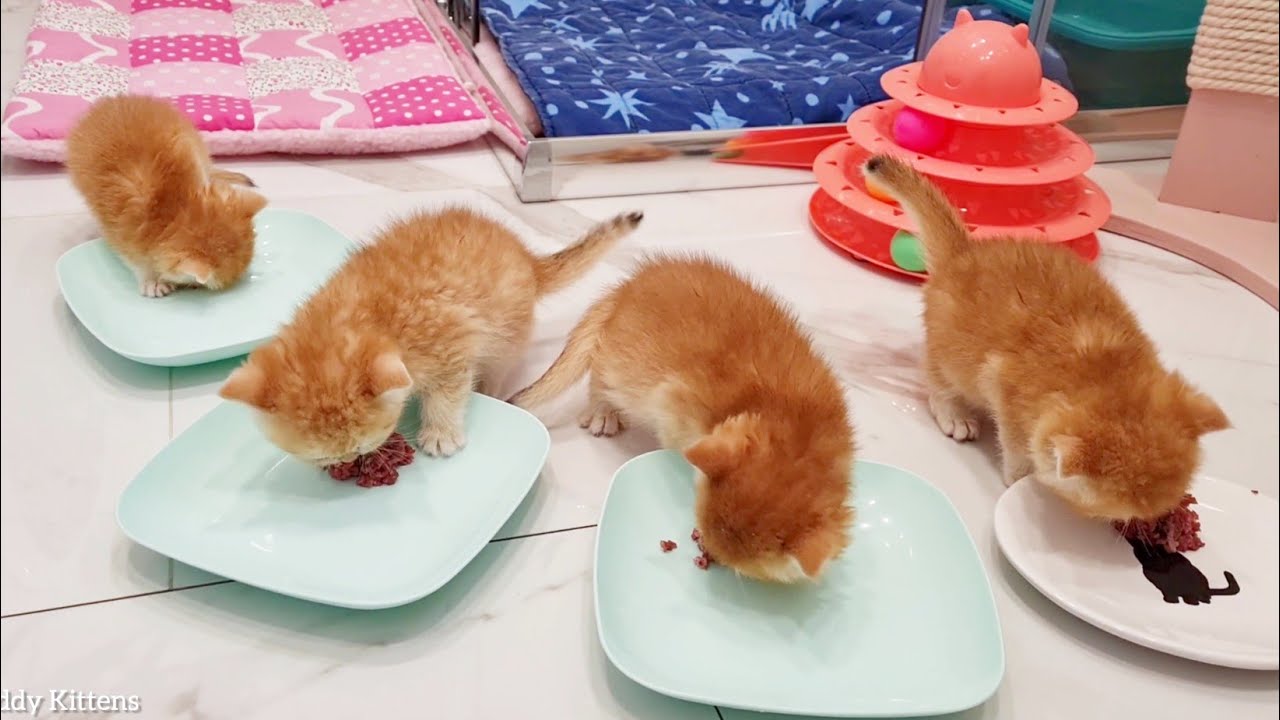 Cute Kittens Feasting