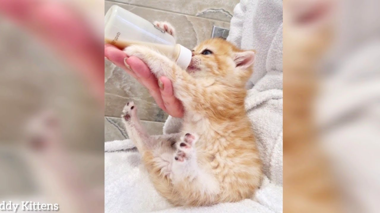 Cute Kittens Drink Milk