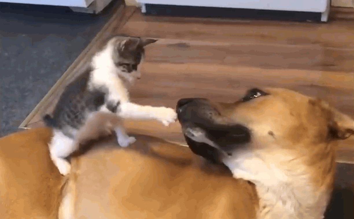 Tiny kitten and dog meet first time and become brothers furever