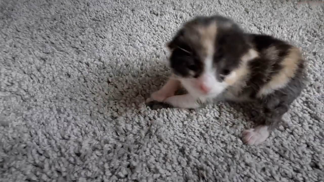 Calico kitten outside of Starbucks rescued by a couple