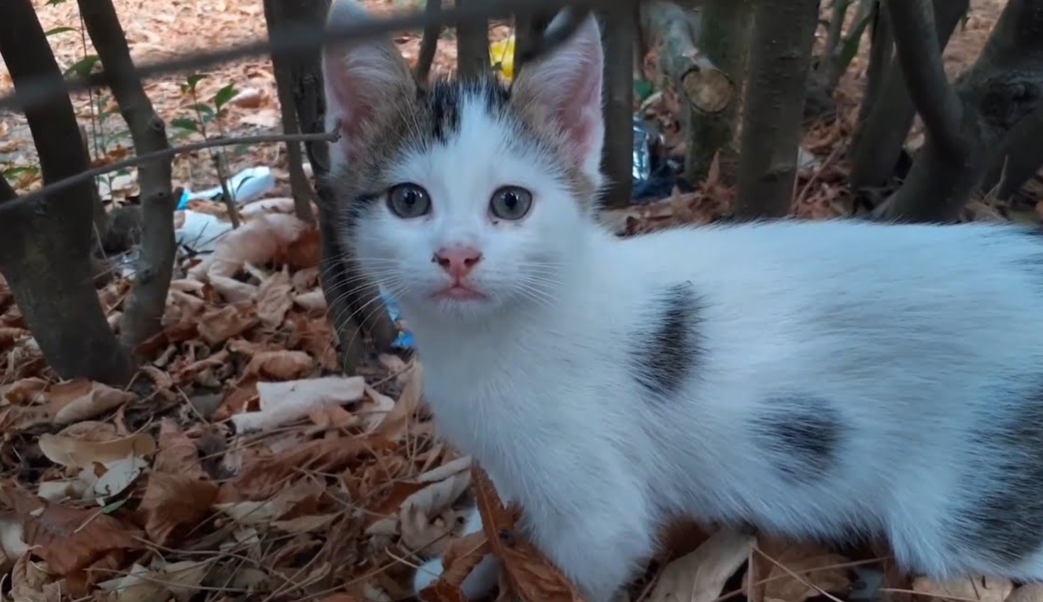 Stray Cat Has The Most Beautiful Eyes