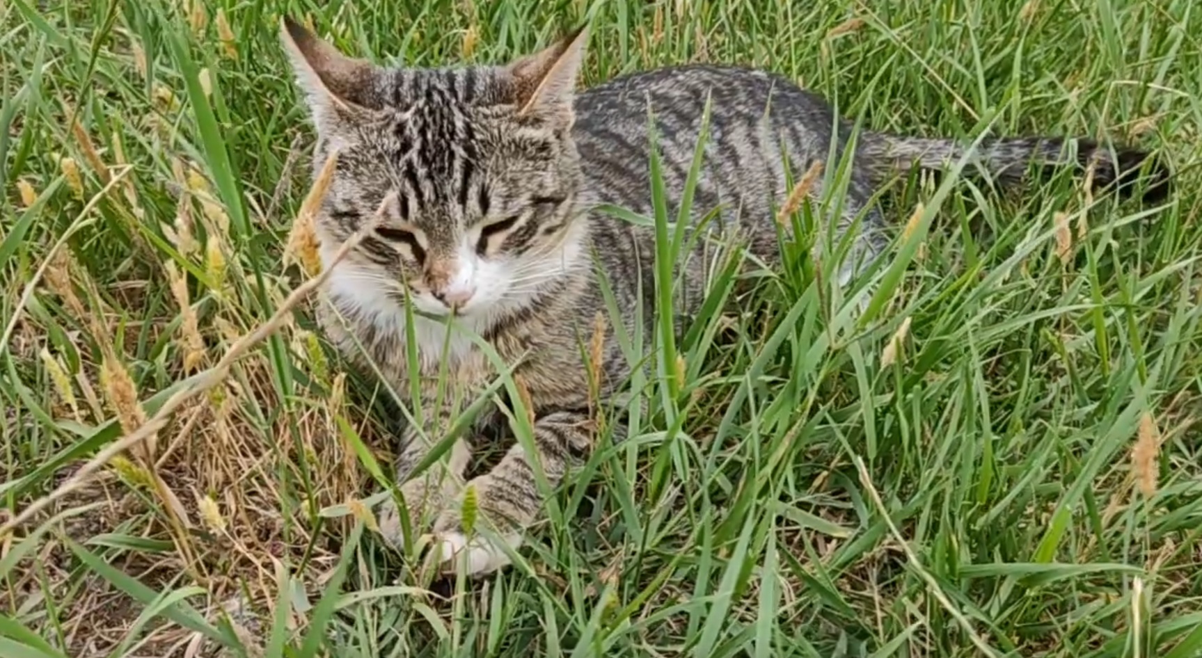 Cute Kitten Outside