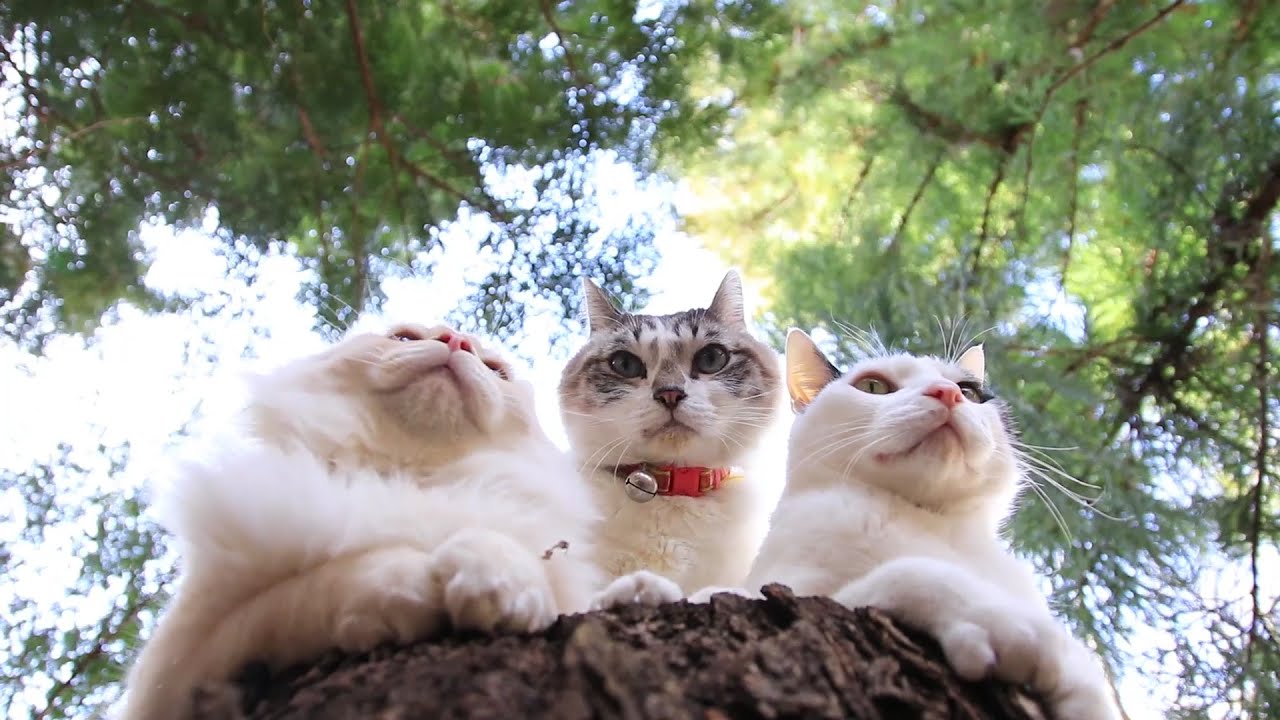 Cute Cats Hanging Out