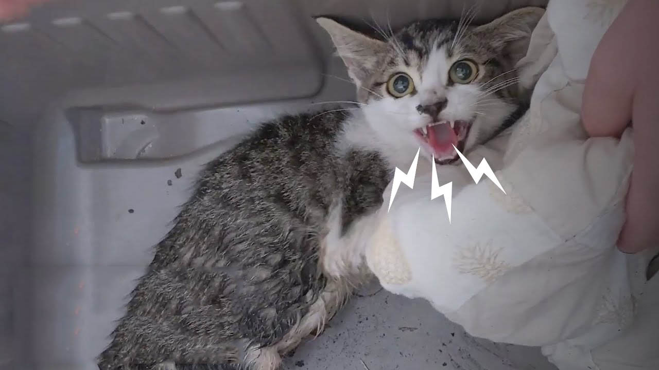 Feral kitty that can't use her legs properly gets a second chance