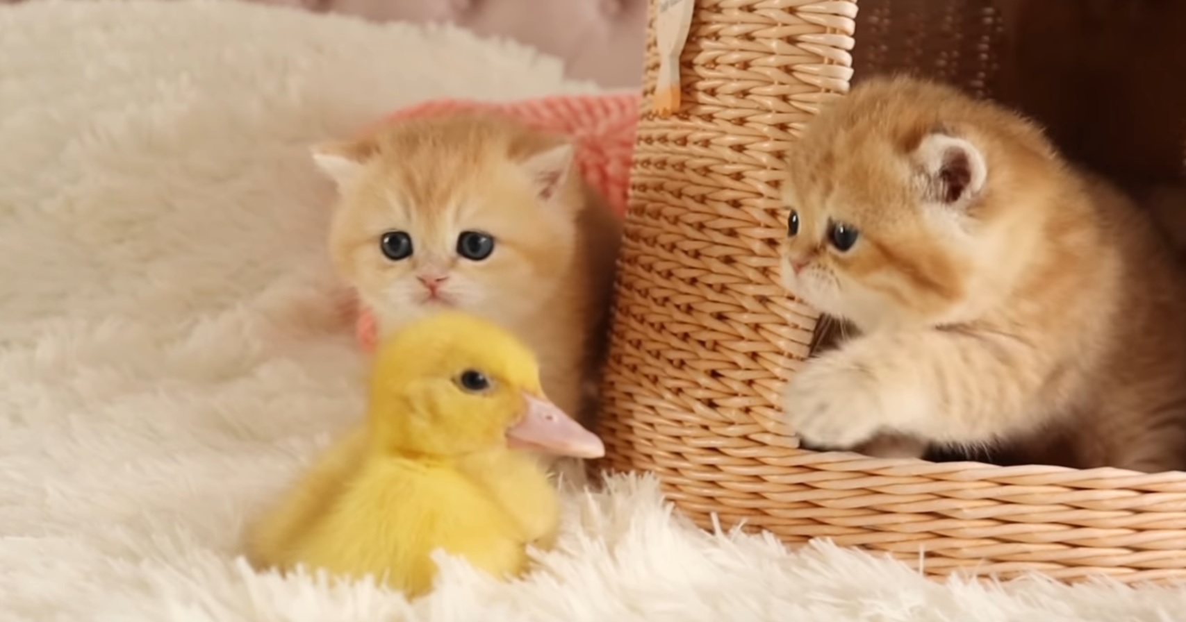 Cute Kittens And Chick