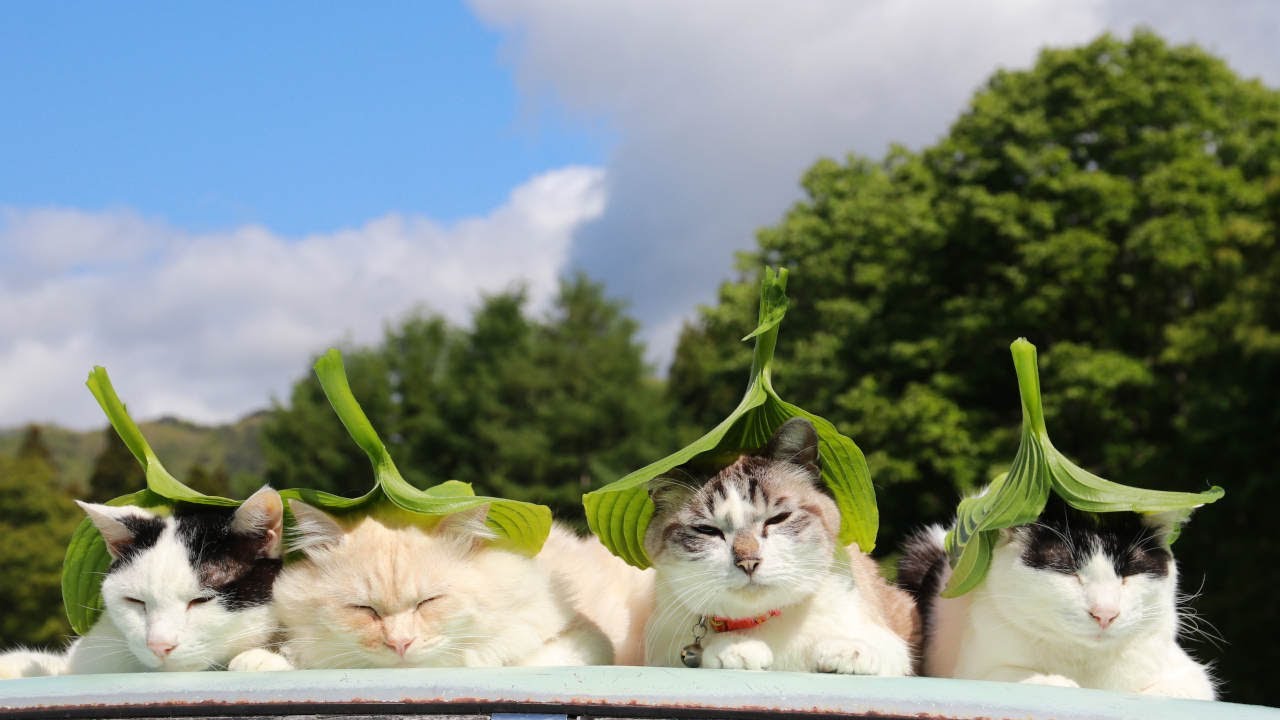 Cute Cats Relaxing