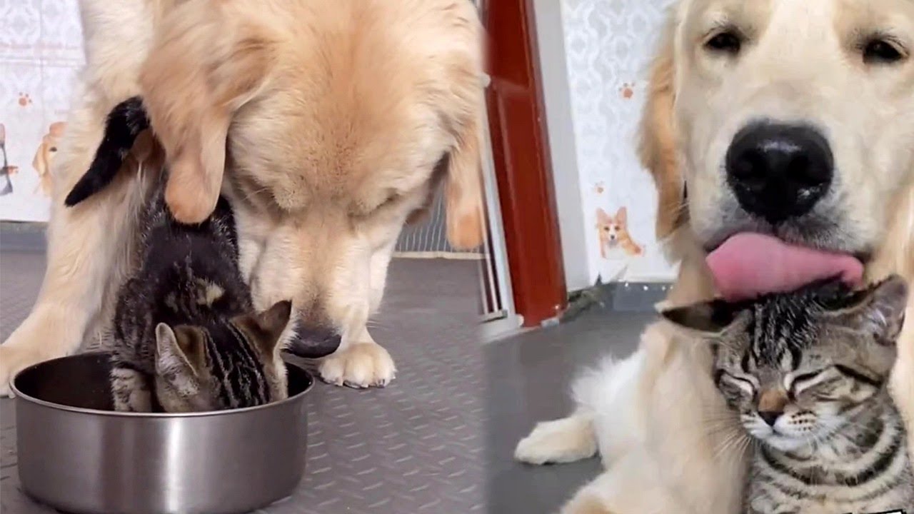 Golden Retreiver With His And Cat Friends