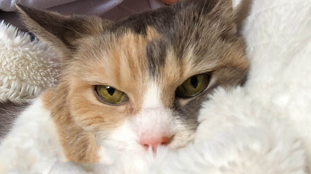 Woman adopts grumpy cat from her grandparents