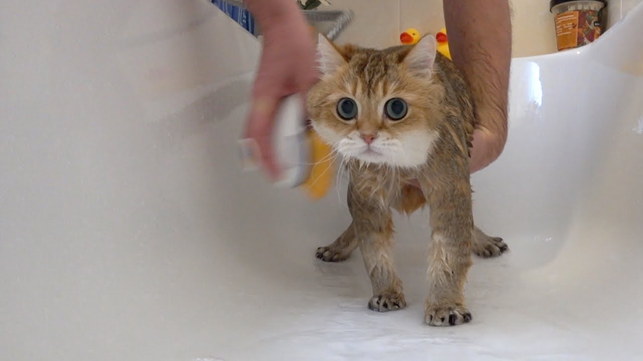 Hosico Takes A Shower