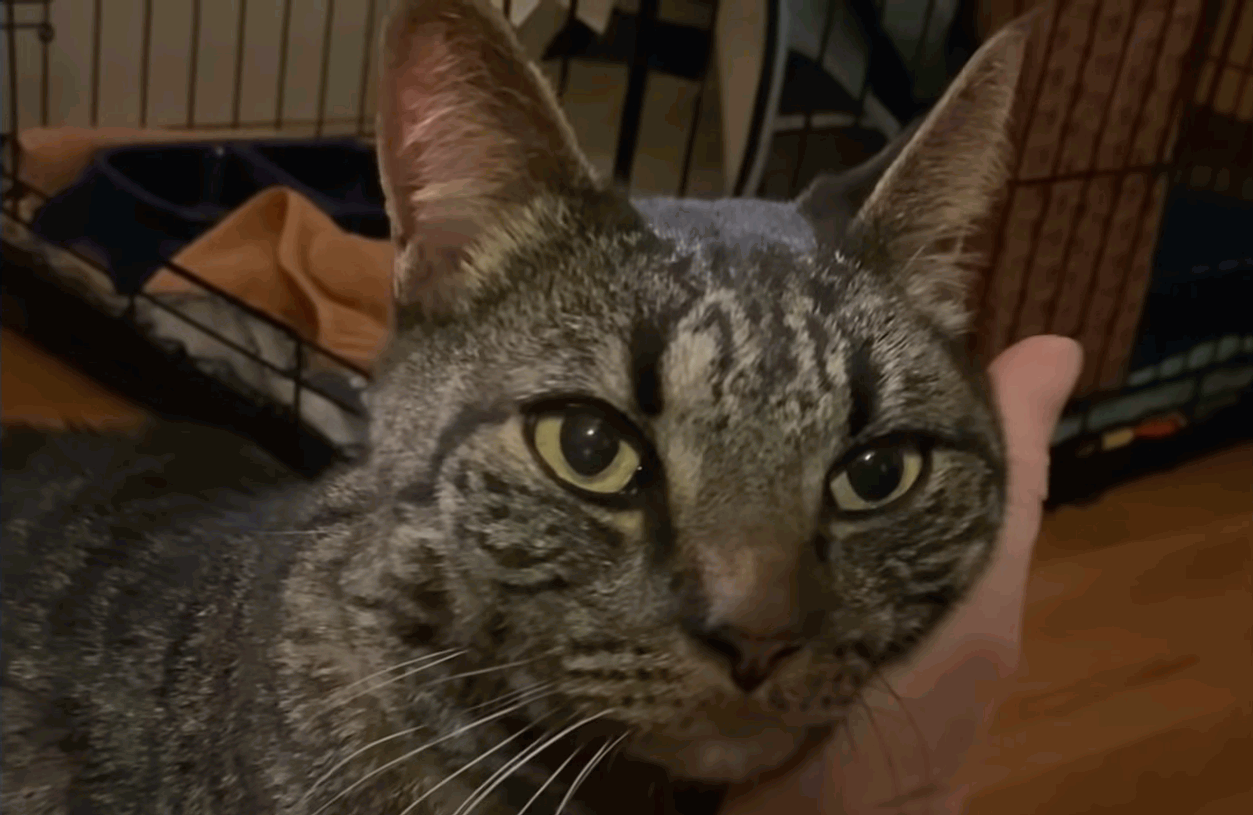 This shy cat is now a lovely cuddlebug