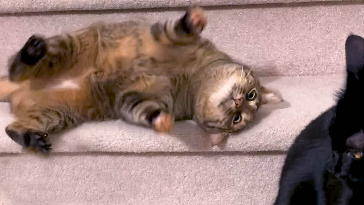 This kitty loves rolling down the stairs