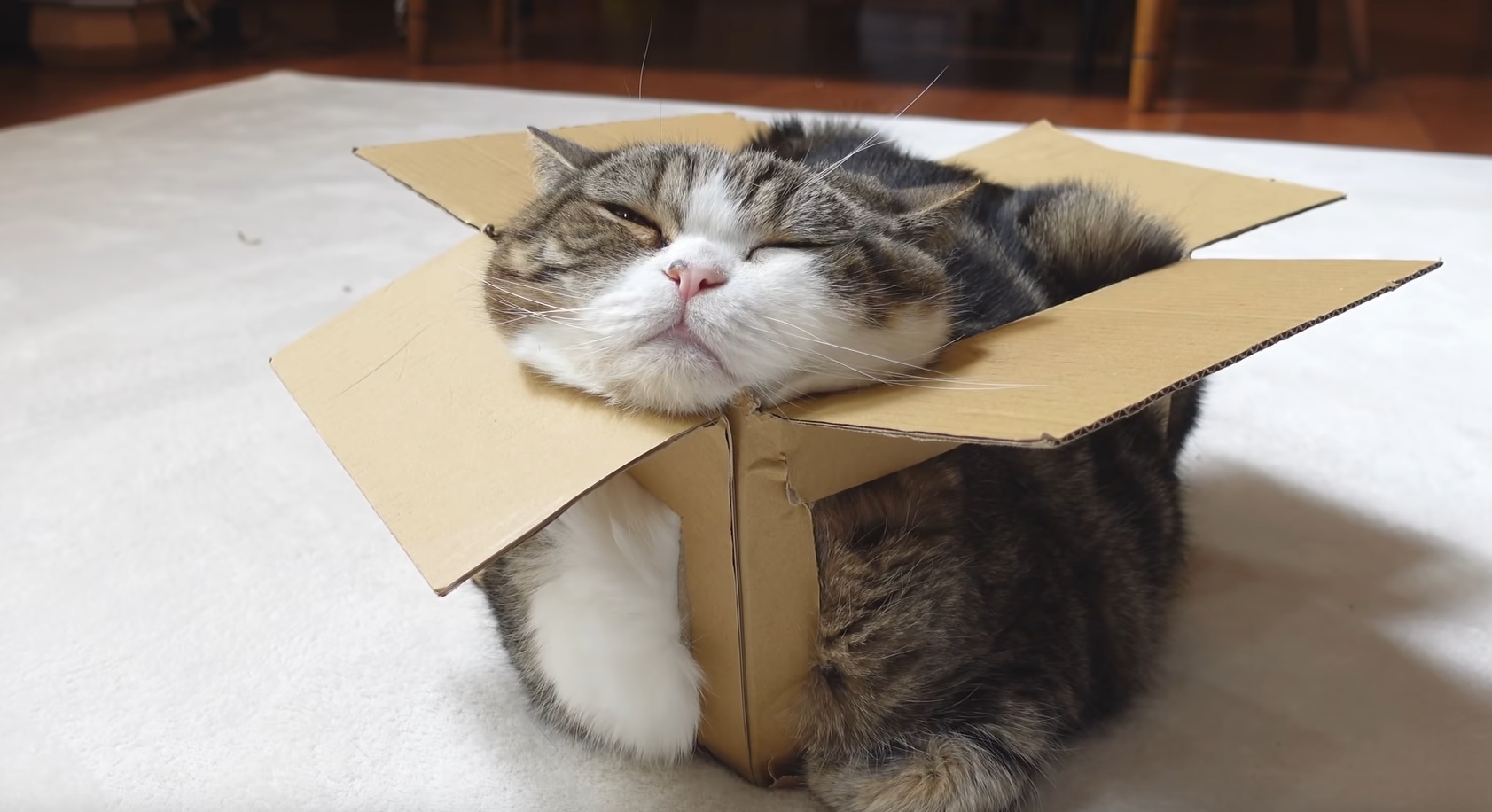 Maru And The Broken Box