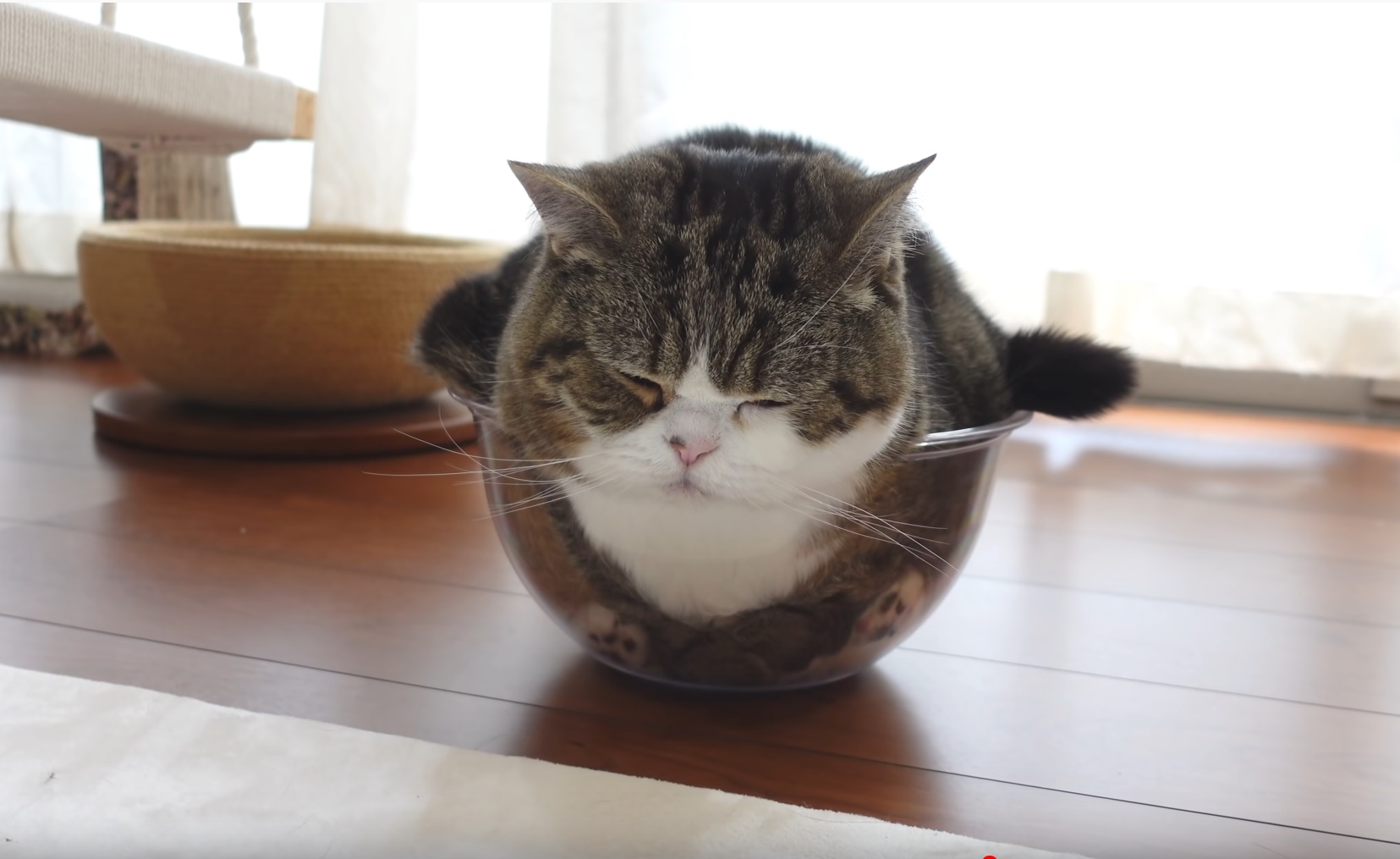 Maru Melts In  The Bowl