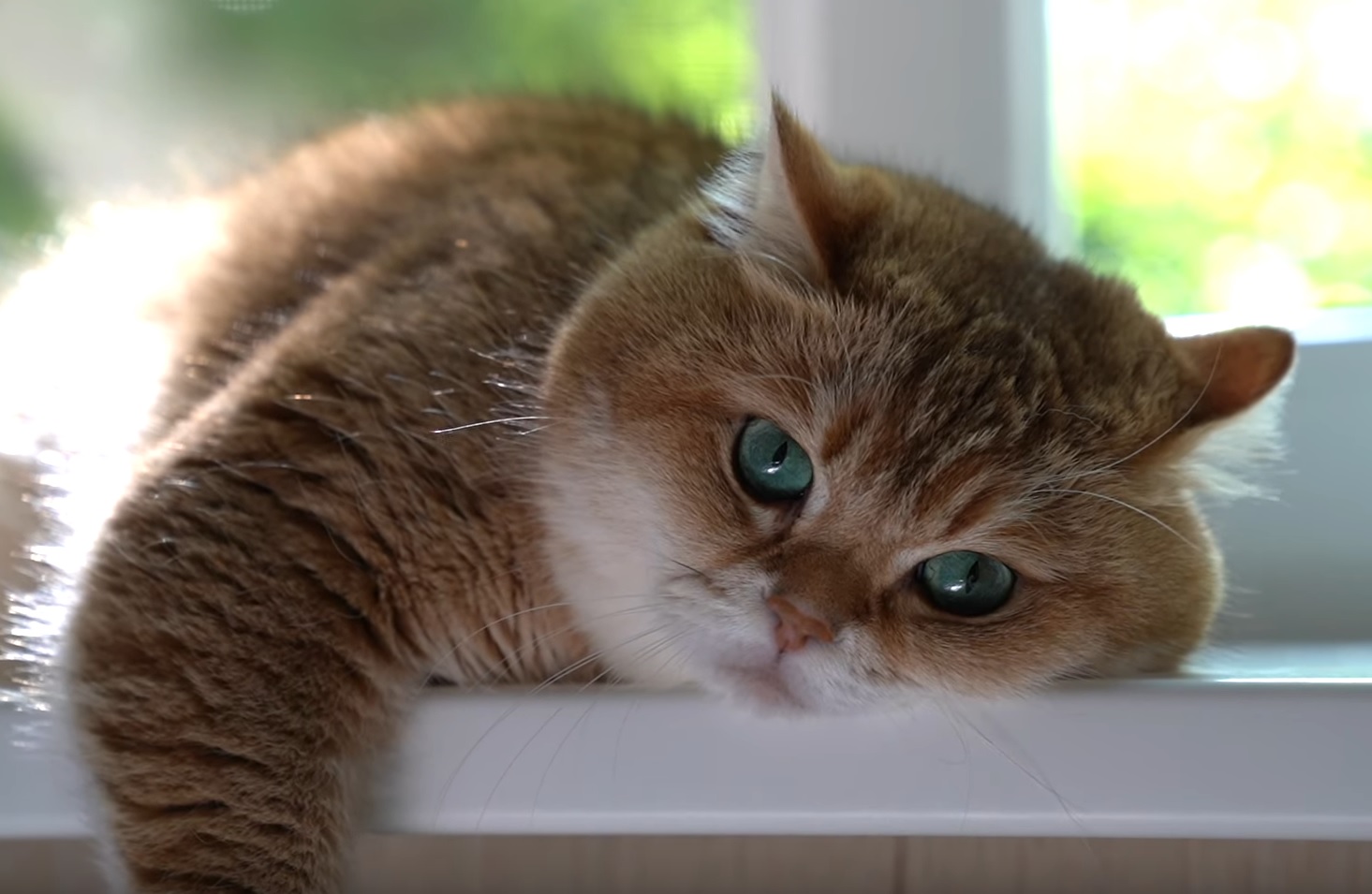 Hosico By The Window