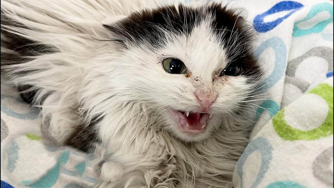 Hissing feral kitten slowly learns what human love means