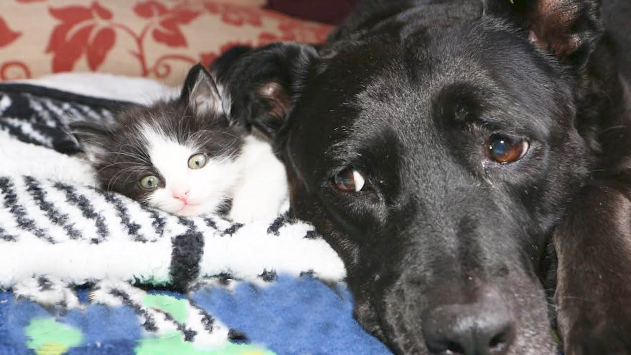 This gentle dog really knows how to deal with her foster kittens