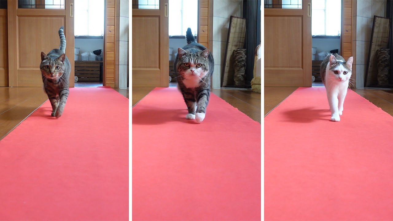 Cats Walk On Red Carpet