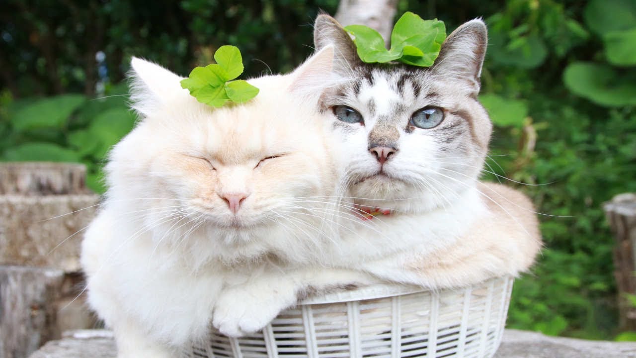 Cute Cats Basking Outside