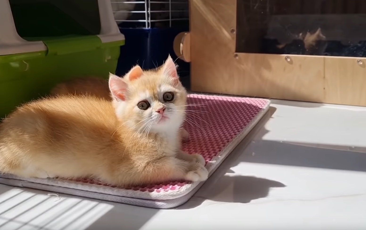 Kittens Help With Cleaning