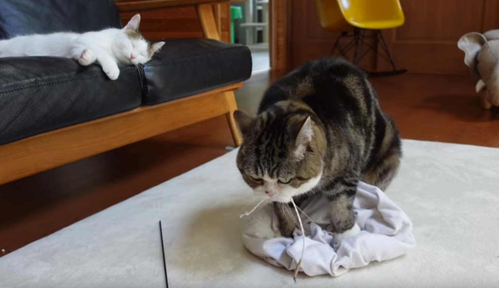 Maru Kneading Cute Video