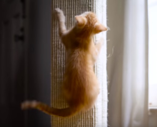 Dear Kitten: The Vertical Carpet