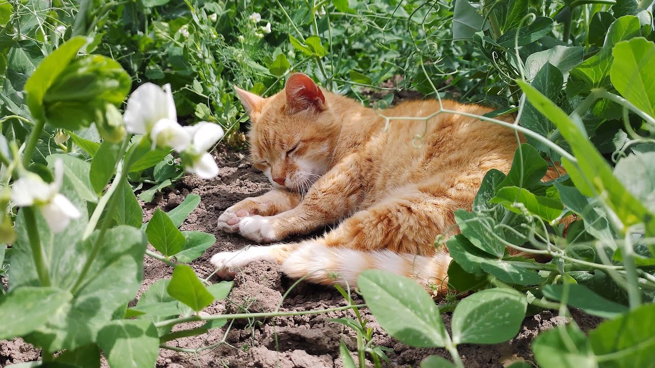 Relaxing Moments In The Garden