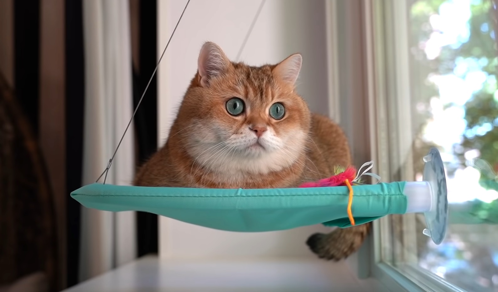 Hosico And His Hammock